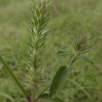 Rostellularia procumbens (L.) Nees